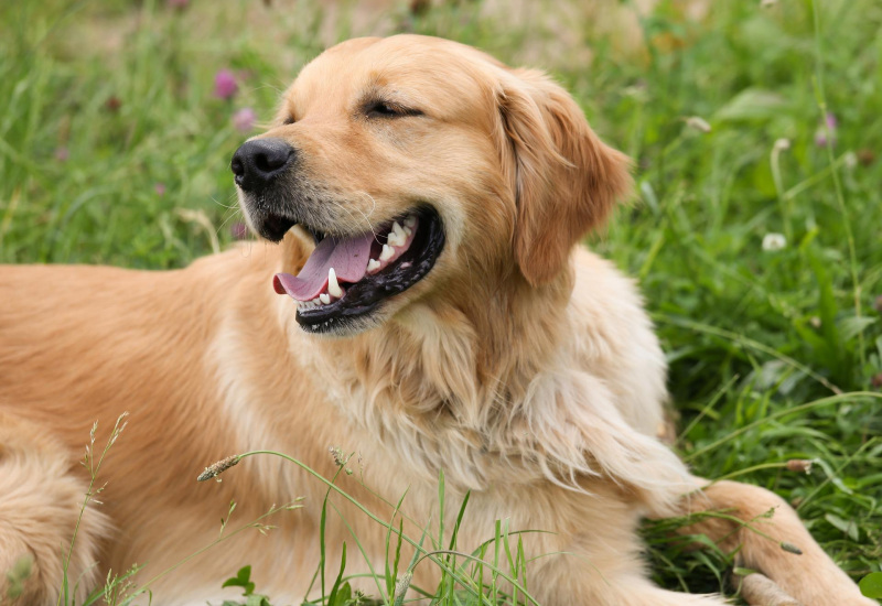 Courcelles: les travaux du parc canin ont débuté ! 