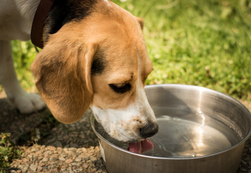 Animaux de compagnie : comment les protéger de la chaleur ? 