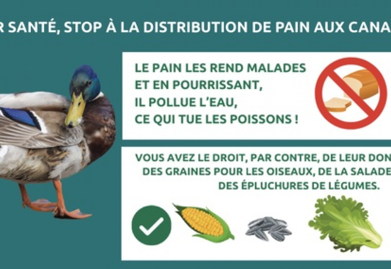 Montigny-le-Tilleul: stop à la distribution de pain aux oiseaux ! 