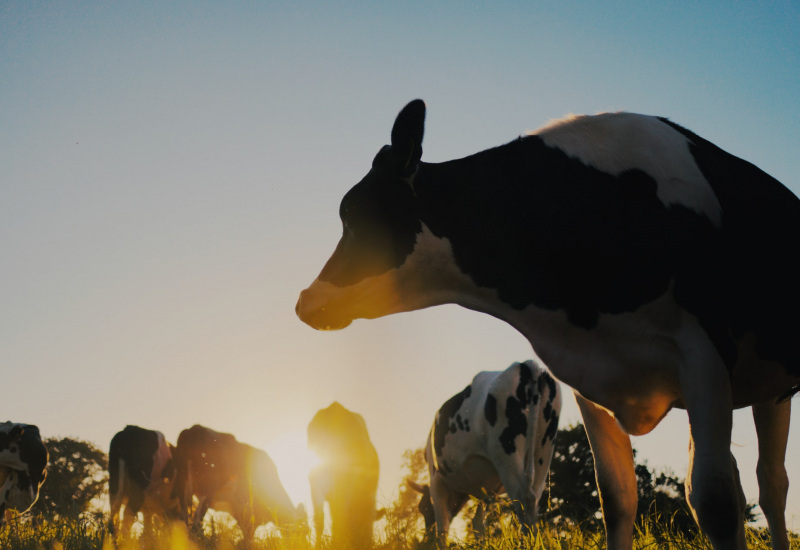 La Wallonie se rapproche d'une autorisation de l'abattage à la ferme