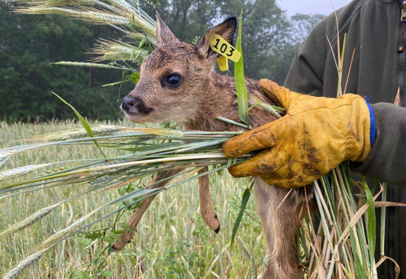 Lancement de l'opération "Sauvons Bambi 2023"