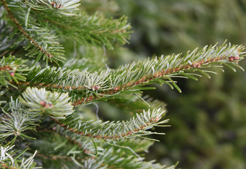 Tibi: collecte des sapins le 11 janvier 