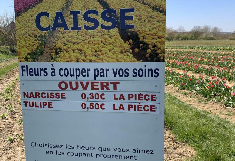 Nalinnes : Vols et dégradations de fleurs dans les champs de fleurs à couper (vidéo)