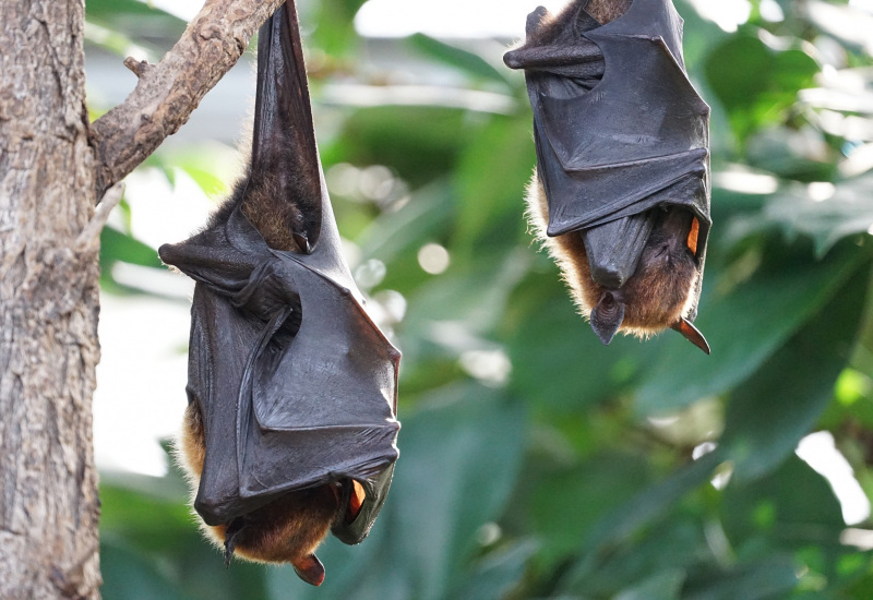 Chauve-souris et Covid-19: que penser? ( vidéo )