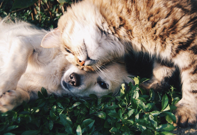 Chapelle-lez-Herlaimont : des boîtes à dons pour les chats et les chiens