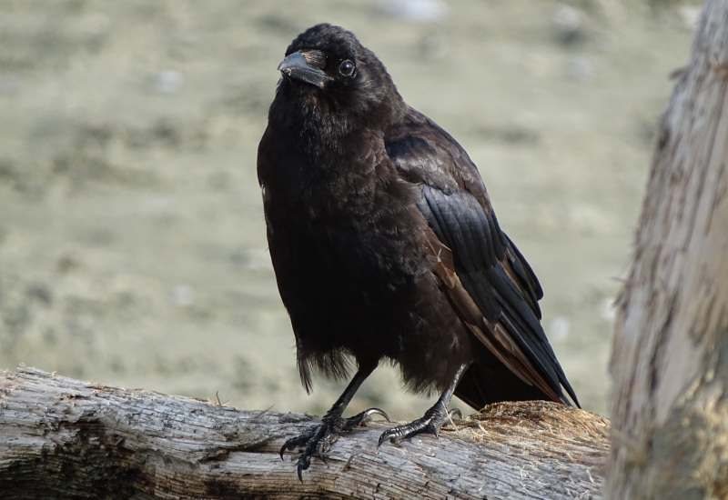 Thuin met en place une prime d'élagage pour lutter contre les corvidés