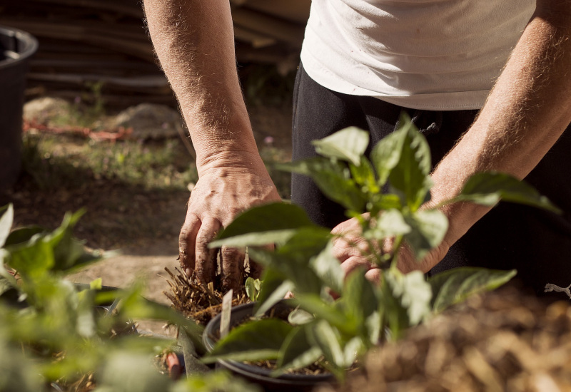 Charleroi: une journée pour découvrir l’agriculture urbaine ! 