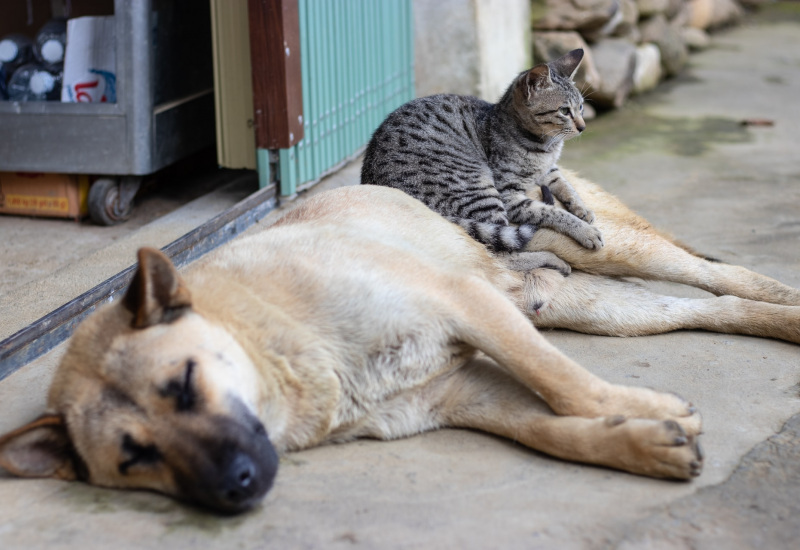 Farciennes aide les propriétaires d’animaux en difficulté