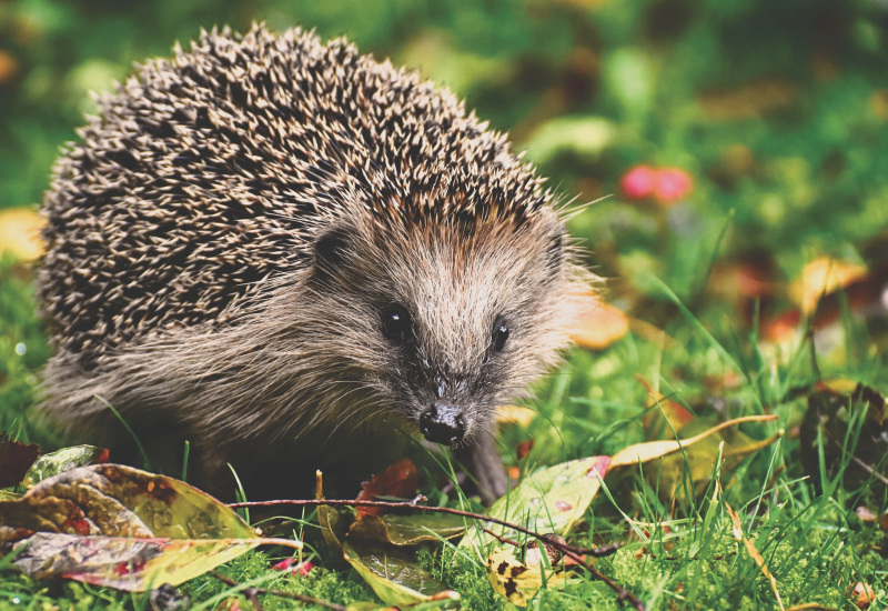Deux nouveaux centres de revalidation pour animaux sauvages dans le Hainaut