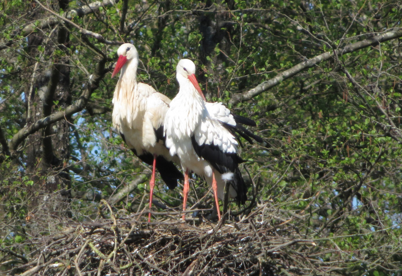 Virelles: un deuxième couple de cigognes niche à l’Aquascope 