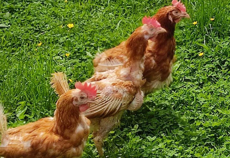 C'est la dernière semaine pour sauver ces poules avant l'abattoir