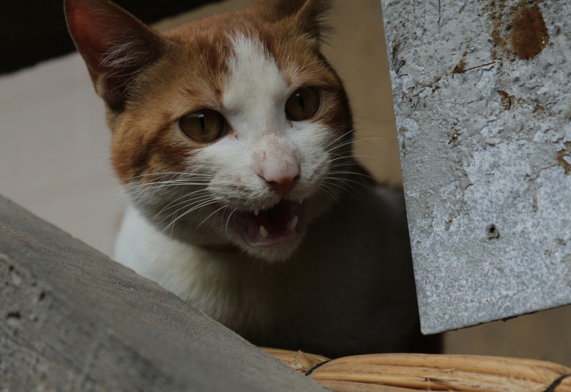 Pont-à-Celles: stérilisation des chats errants 