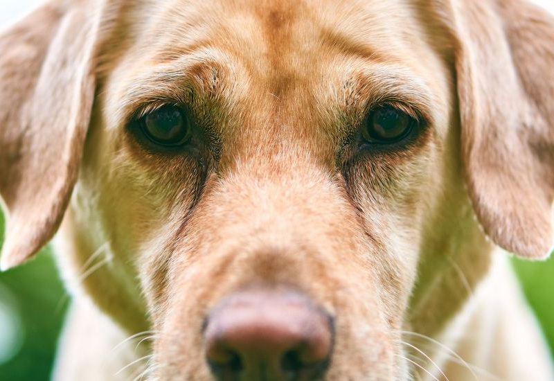 Permis de détention des animaux: des adaptations pragmatiques pour une mesure efficace