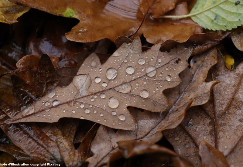 Thuin : Les feuilles mortent se ramassent à la pelle pour la biométhanisation