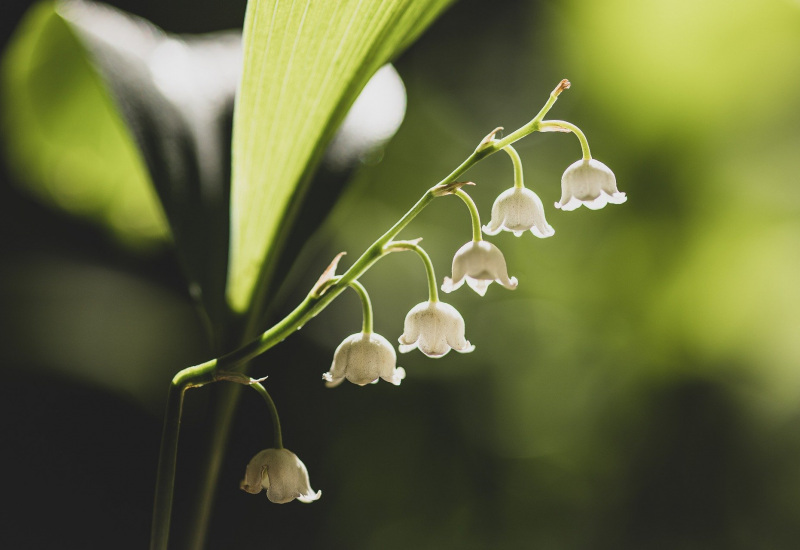 Pourquoi offre-t-on du muguet le 1er mai ?