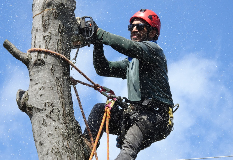 Thuin: Abattage d'arbres dans le cadre de travaux du pont SNCB 