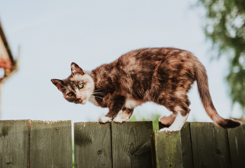 Gerpinnes poursuit la stérilisation des chats errants