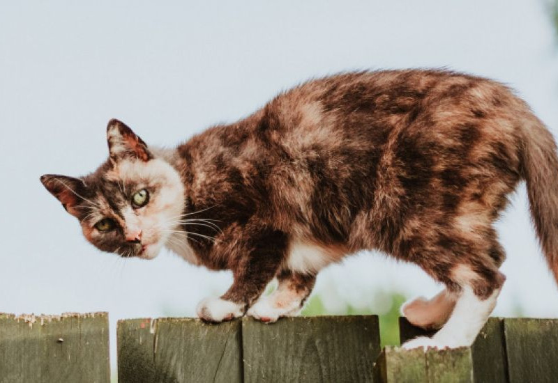 Fleurus lance une récolte de nourritures et produits essentiels pour nos animaux