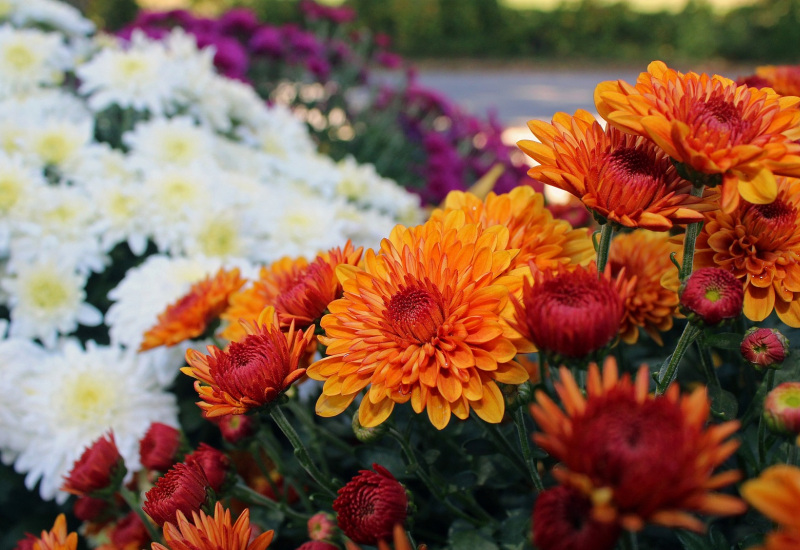 Erquelinnes lance un projet pilote pour sauver les chrysanthèmes 