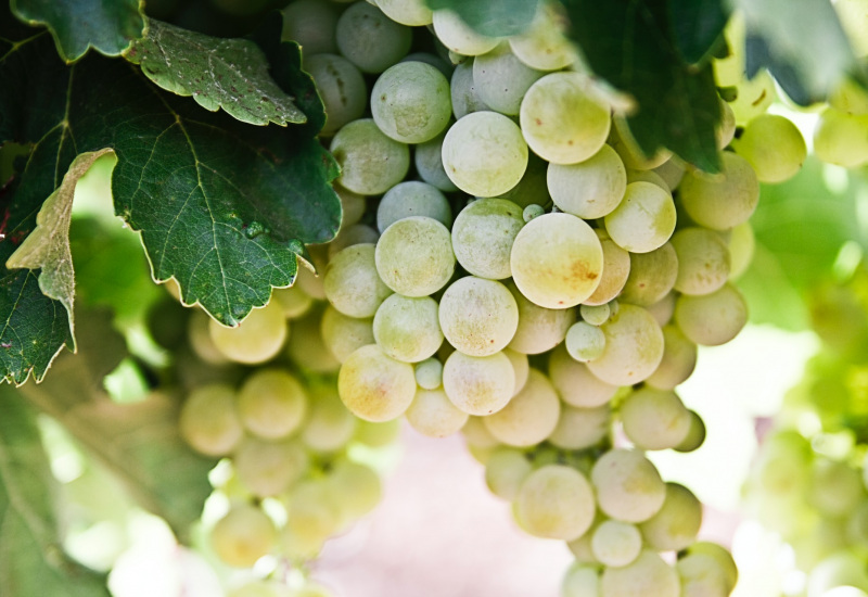 Lobbes: premières vraies vendanges pour la Portelette 