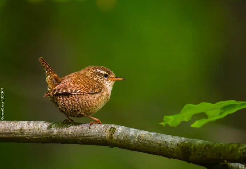 Une expo photo sur les merveilles naturelles de notre région