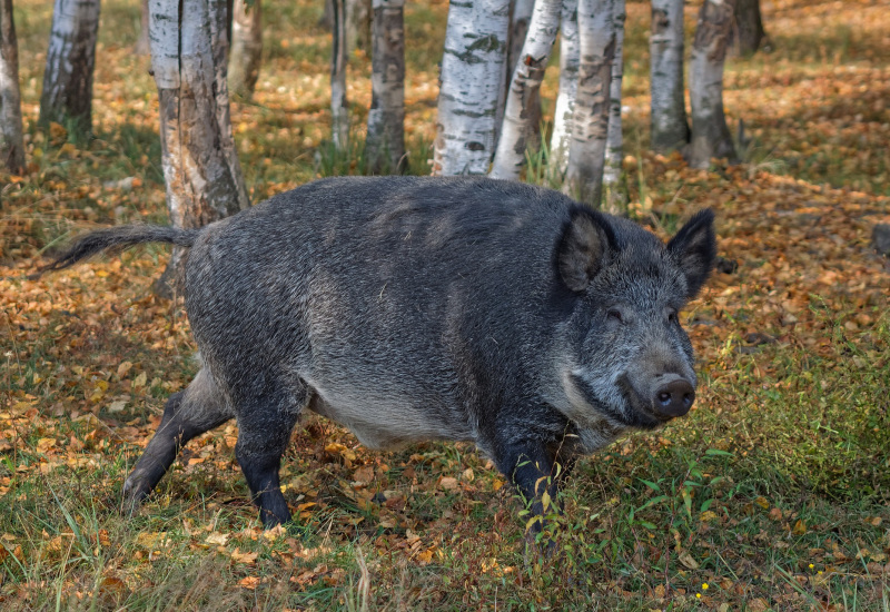 Découvrez les dates des battues dans les bois de notre région ! 