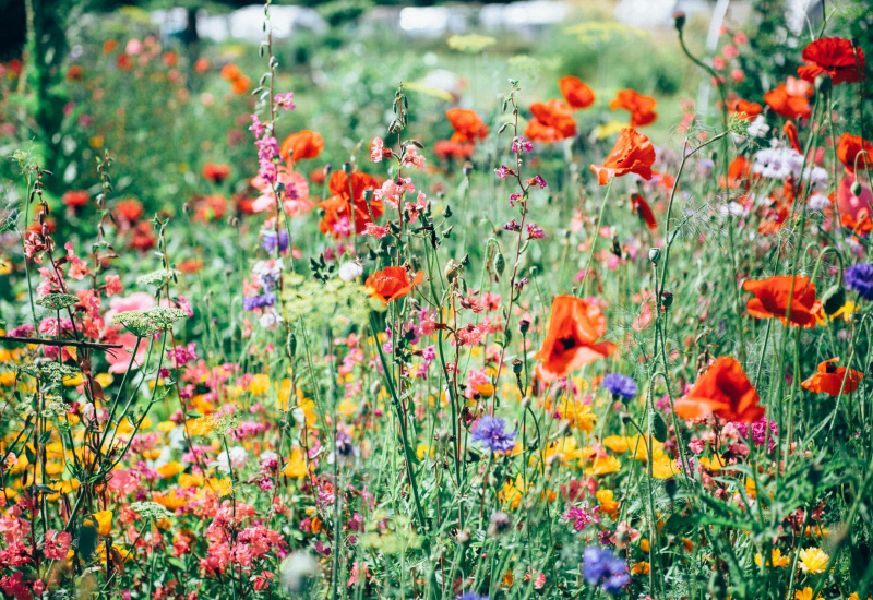 Wallonie en Fleurs: nos communes participent ! 