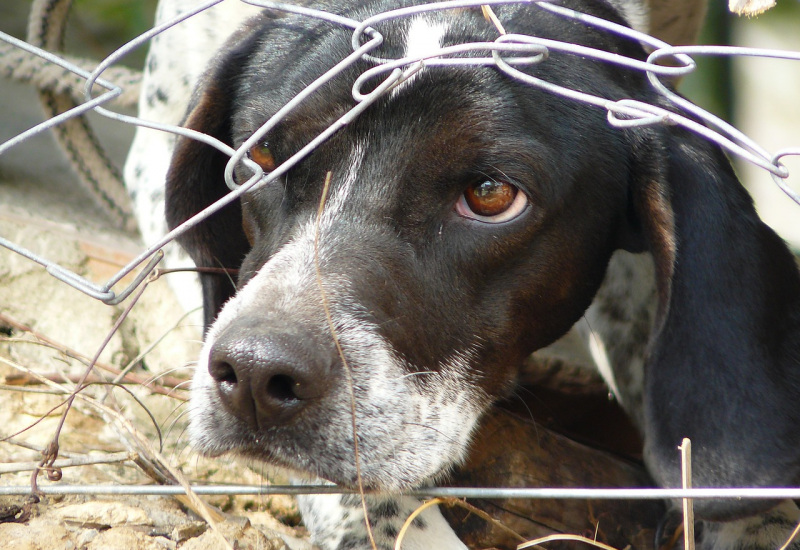 Bien-être animal : Fleurus - Charleroi même combat 