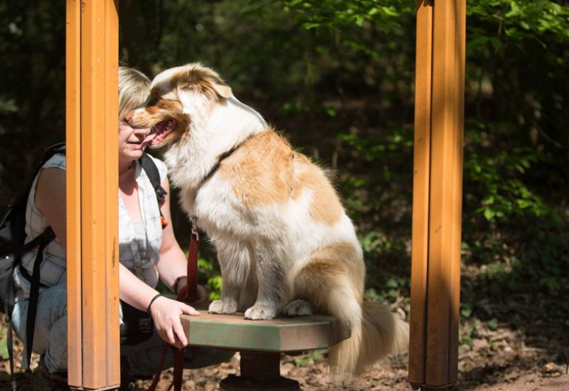 Les Bons Villers :  Novanimalia, un centre d'éducation entre chiens et chats (vidéo)