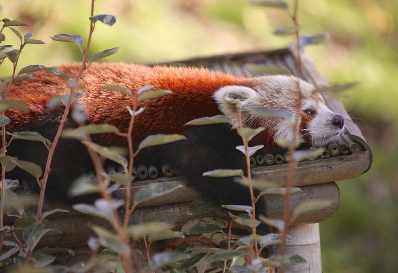 Les Bons Villers propose une excursion à Pairi Daiza pour les seniors