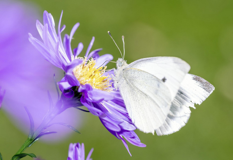 Natagora: Les piérides, les papillons les plus présents dans nos jardins 