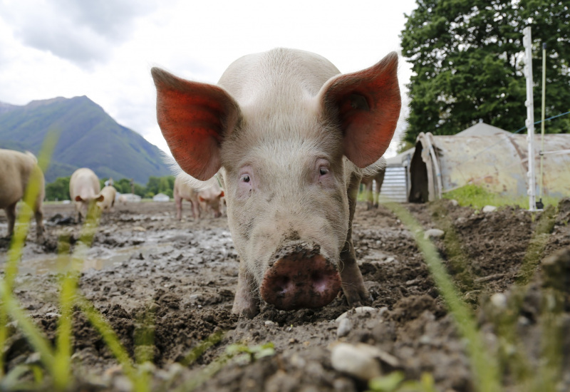 Charleroi: l’abattoir met fin à ces activités 