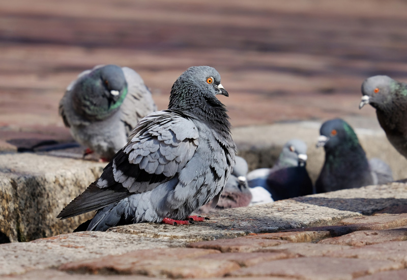 Les pigeons prendront la pilule à Charleroi 