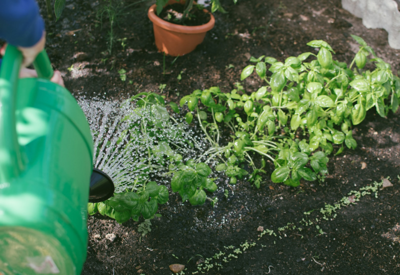 Châtelet : le potager  expliqué !