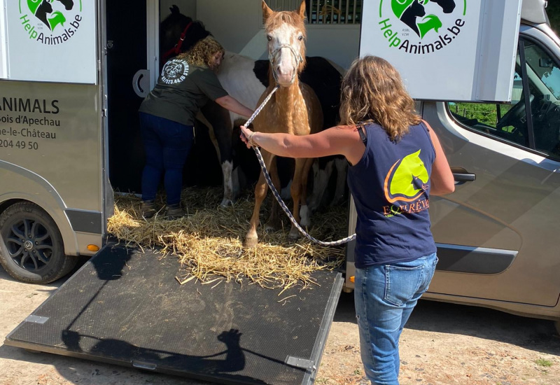 Gerpinnes : Saisie de 3 poneys en situation de négligence 