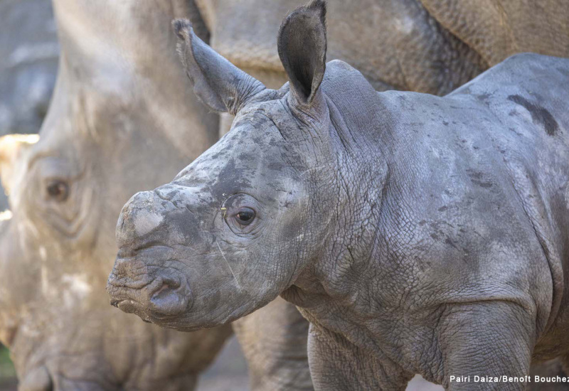 Naissance d'un rhinocéros blanc du Sud à Pairi Daiza