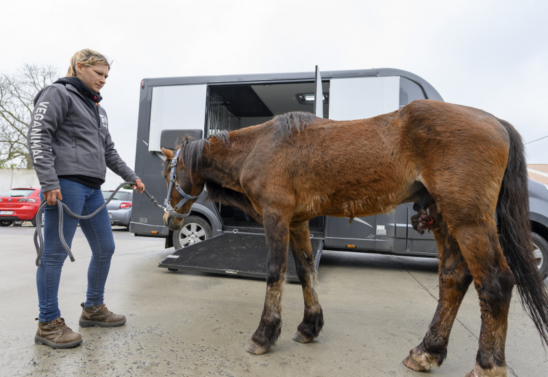 Pont-à-Celles: poney maltraité saisi