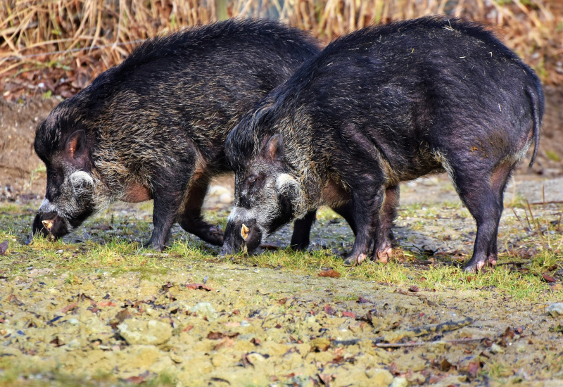 Froidchapelle : une balade guidée pour pister les animaux