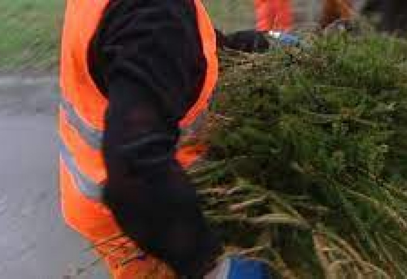 Ramassage des sapins de Noël, il n'est pas trop tard ! 