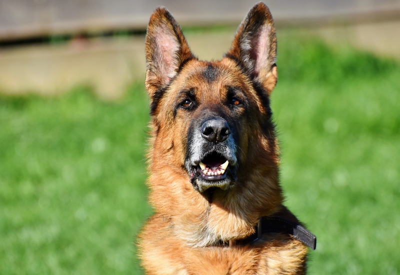 Charleroi: retraite heureuse pour deux chiens policiers 