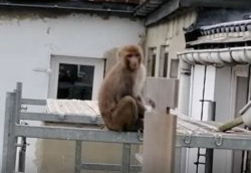 Avis aux Carolos : Que faire si vous croisez le singe toujours recherché  ?