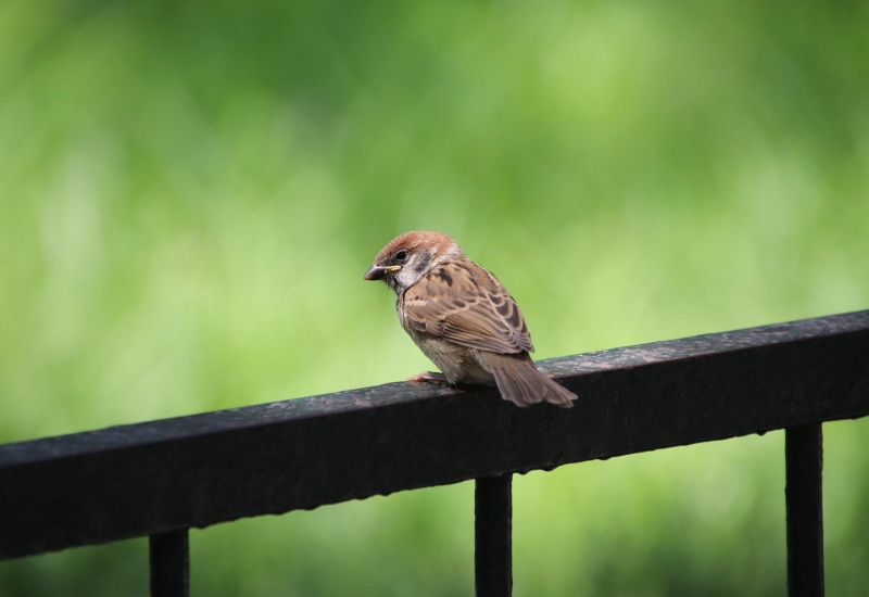 Forte chaleur: quelques conseils pour aider les animaux sauvages 