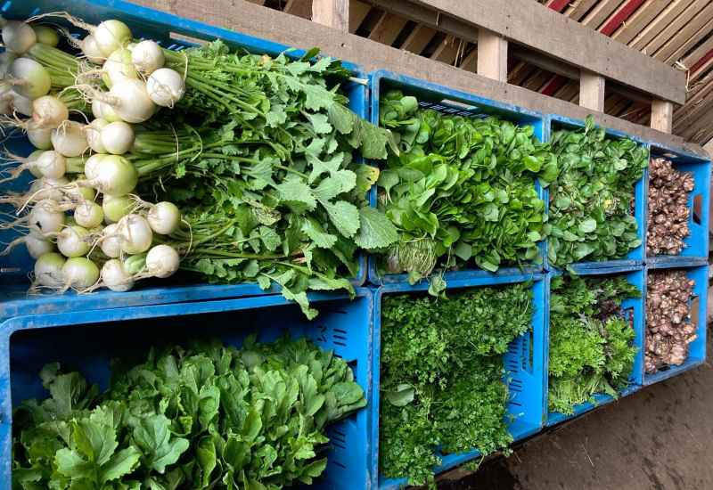 Pont-à-Celles : "La tête dans les salades" du bio et du local par conviction