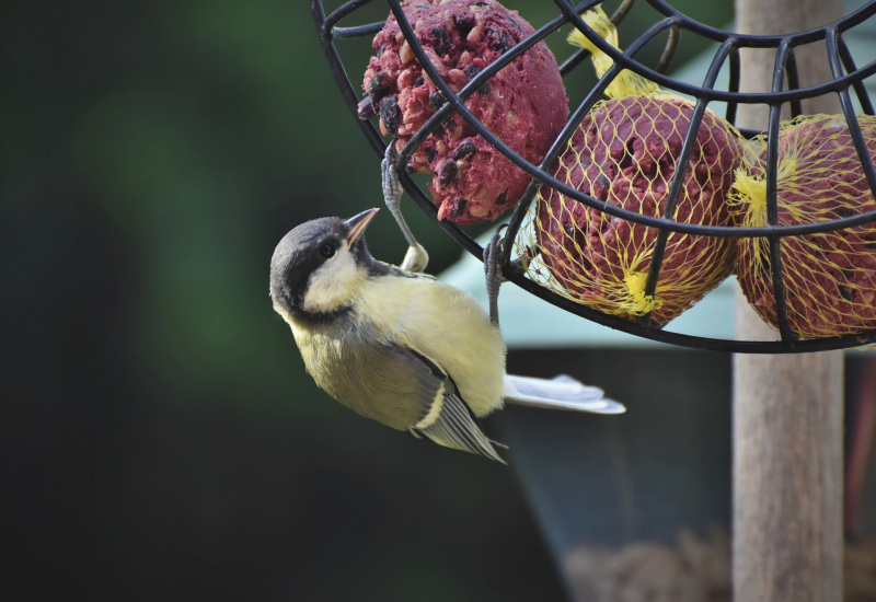 Pont-à-Celles : « Aidons les oiseaux à se nourrir en hiver »