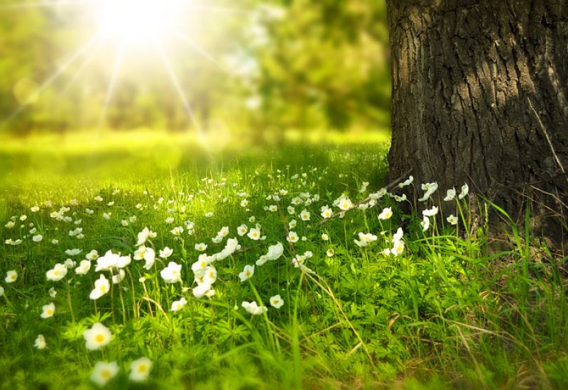 Lancement d'une formation d'agent d’entretien écologique des espaces verts