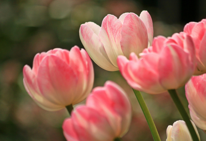 Pourquoi les fleuristes ne rouvrent pas contrairement aux pépiniéristes? (Vidéo)