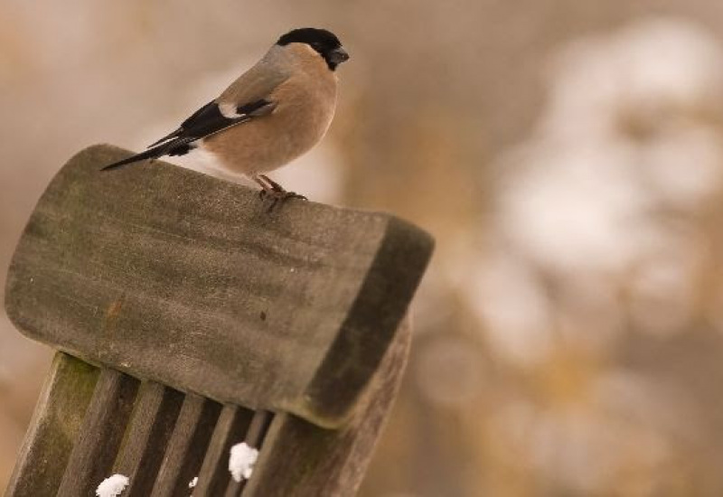 Les 4 et 5 février prochain, Natagora fête 20 ans de recensement des oiseaux de jardin