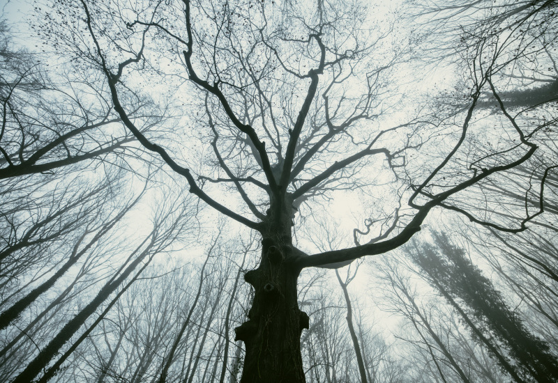 Comprendre le cycle de vie d’un arbre au Domaine du Château de Seneffe