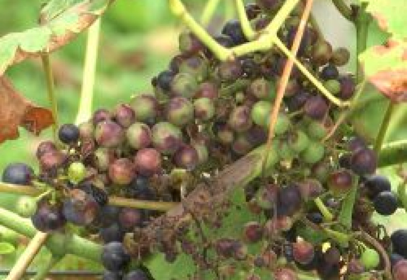 Le Clos des Zouaves : Pas de vendange cette année pour le vignoble thudinien