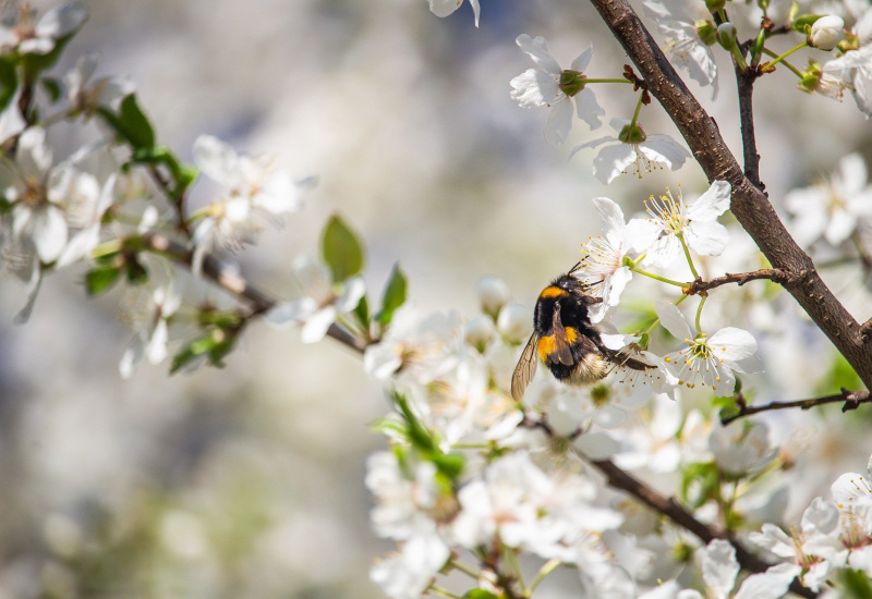 Le Jardin solidaire de Nalinnes aura accès au nouveau "fonds pour la nature d'ici" de WWF Belgique et Be Planet